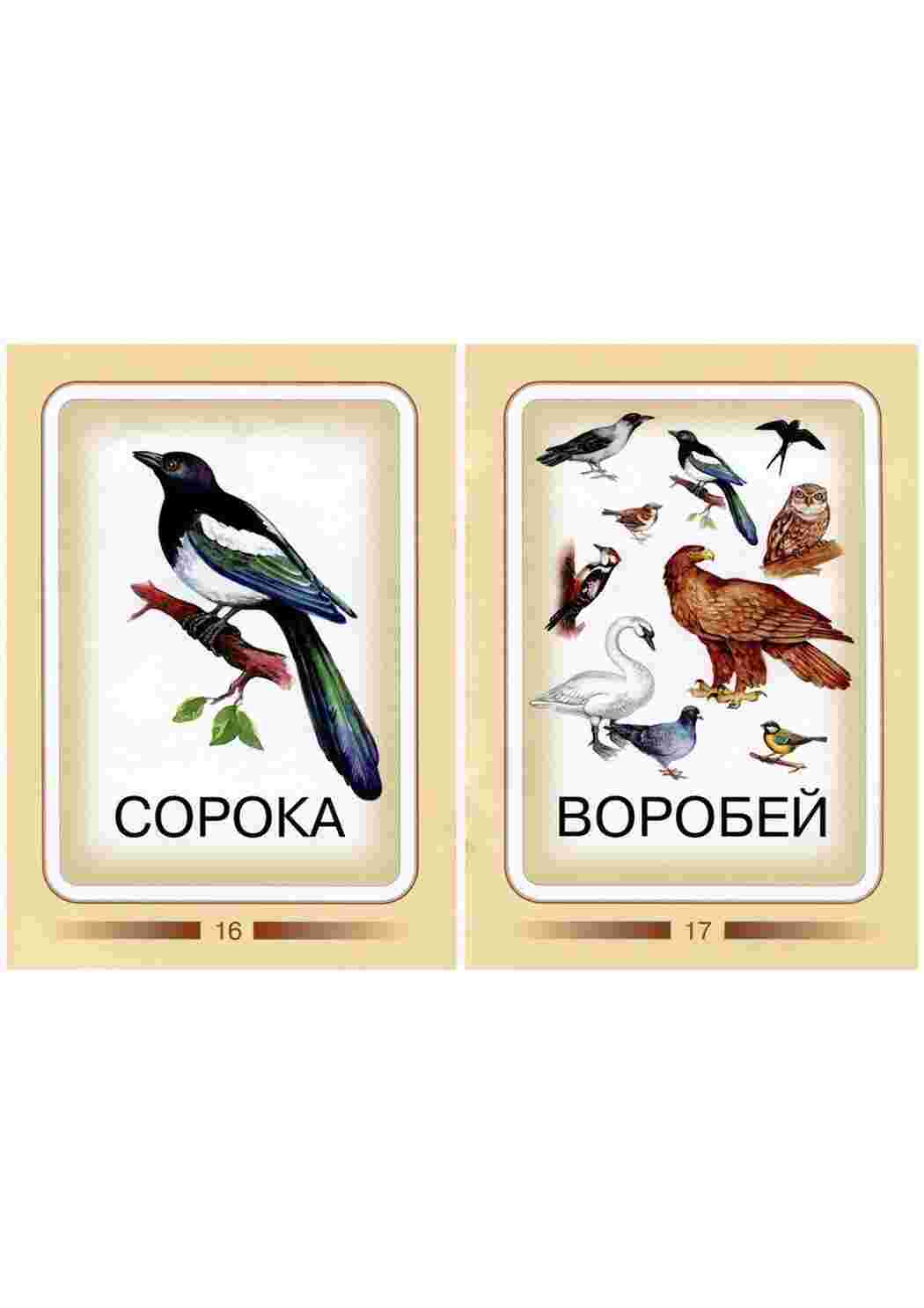 карточки из категории природа. Пернатые птицы