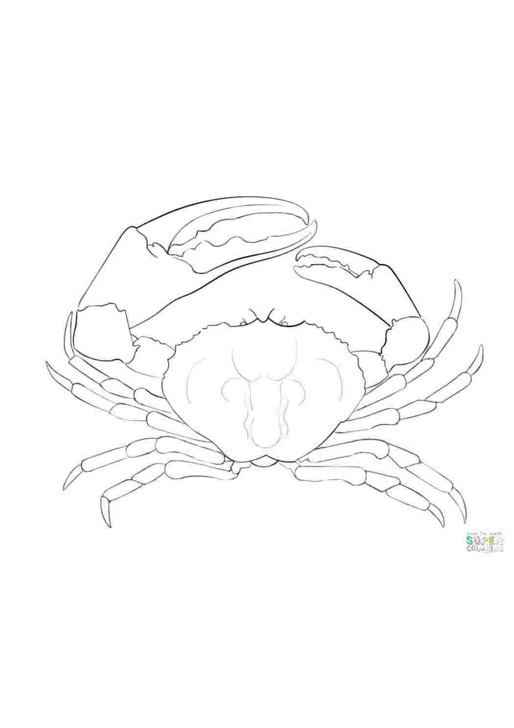 Раскраски Краб с огромной клешней морское Подводный мир