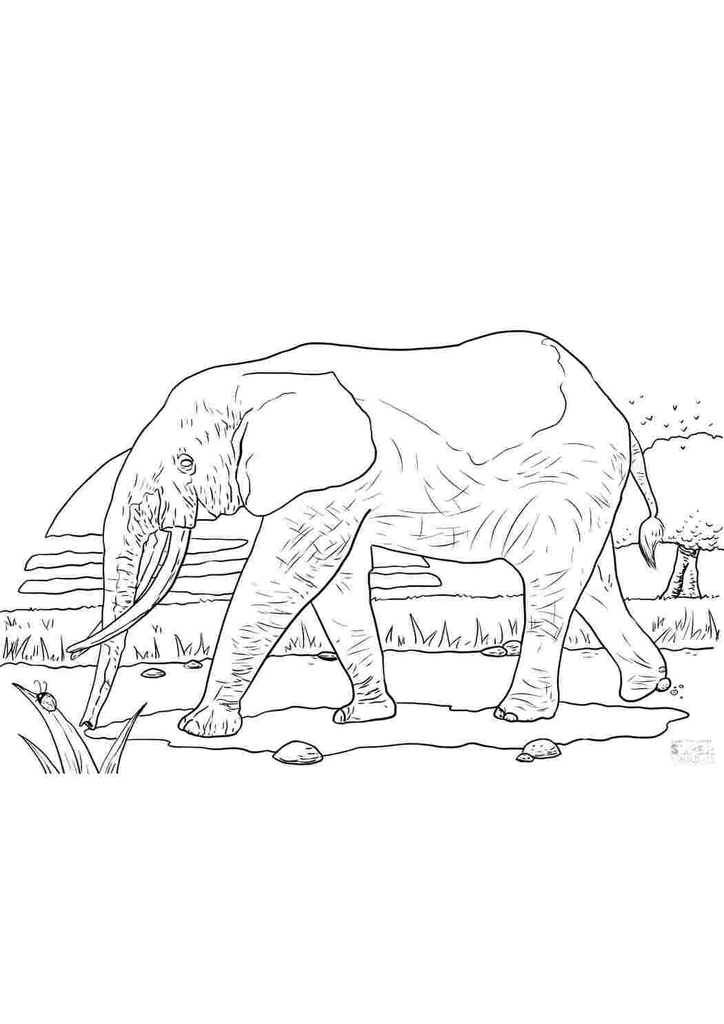 Раскраски слон, Раскраска Африканский слон раскраски.