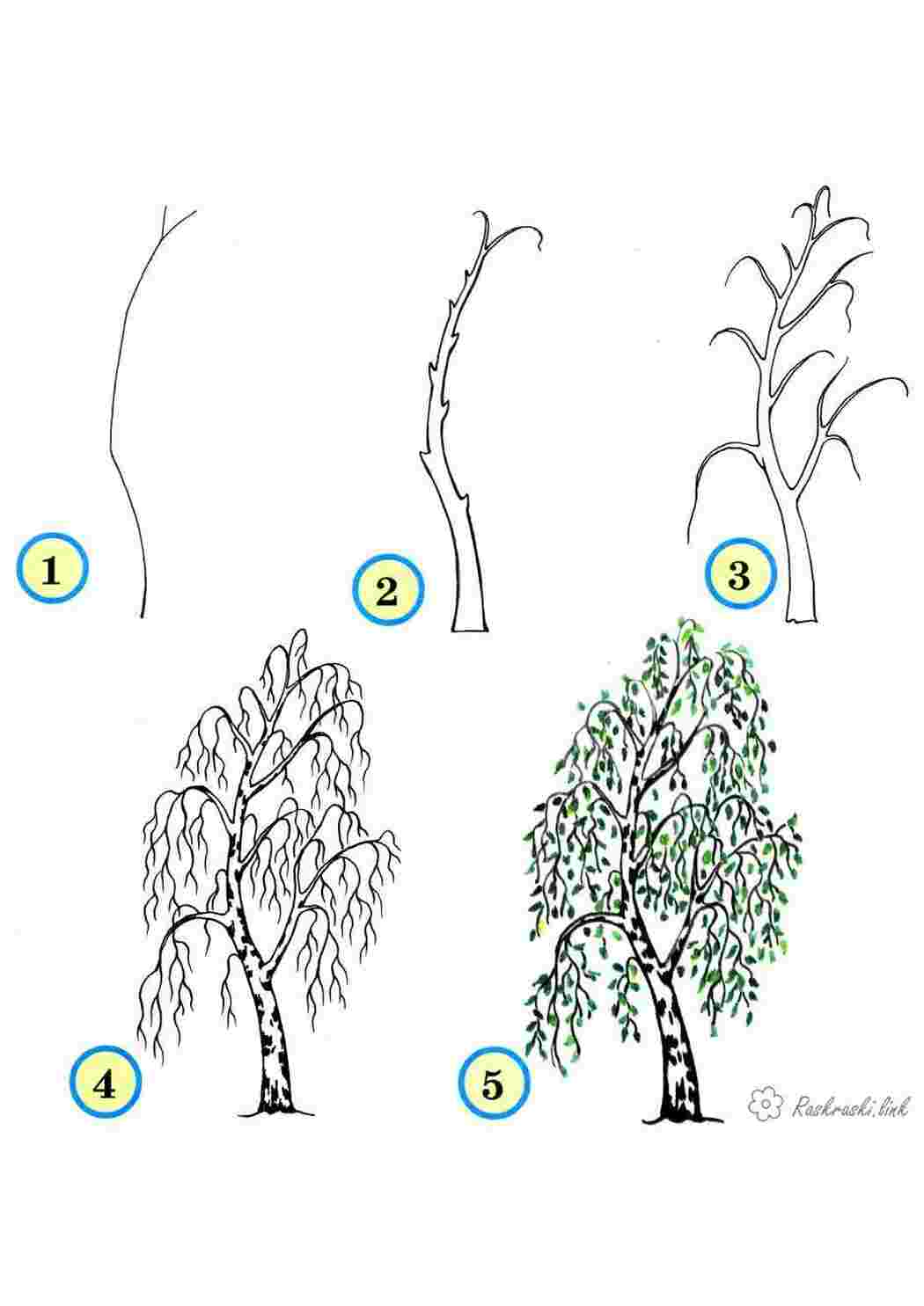 Раскраски как нарисовать березу поэтапно Раскраски Как нарисовать 
