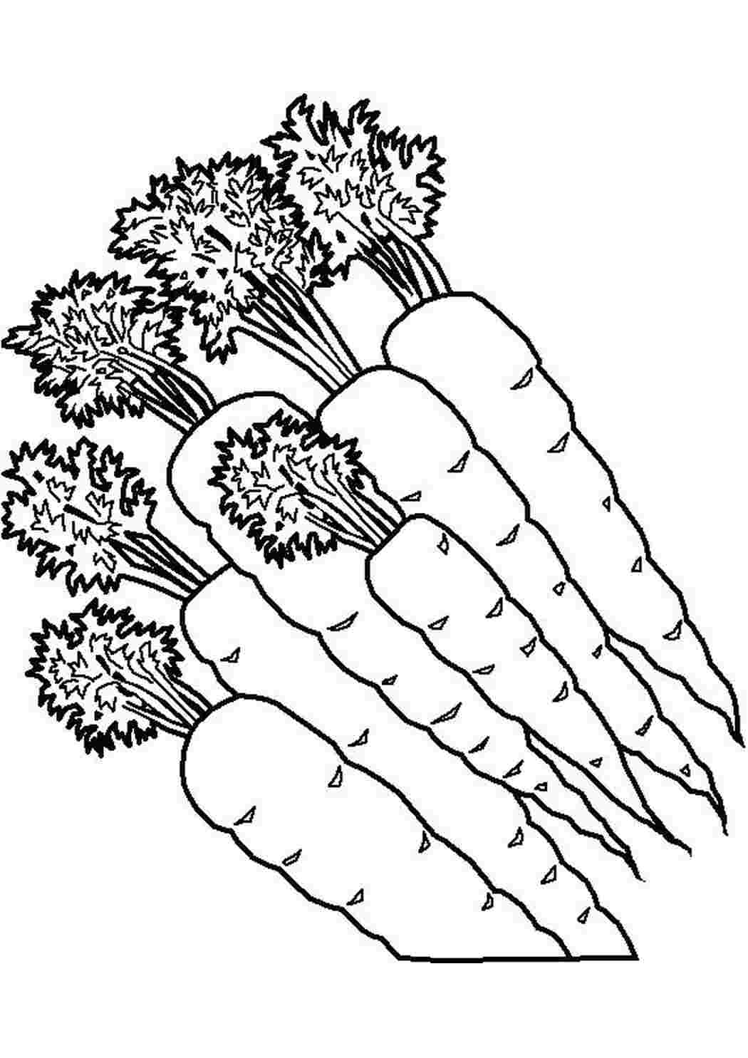 Раскраски Детские раскраски овощи овощи морковка