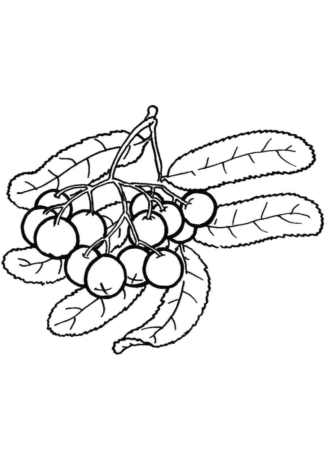 Раскраски Рисунок черника ягоды ягоды