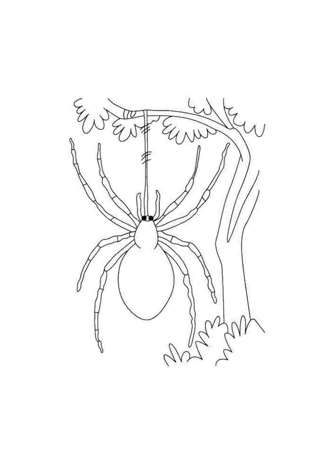 Раскраски Паук висит на паутине раскраски пауки паук