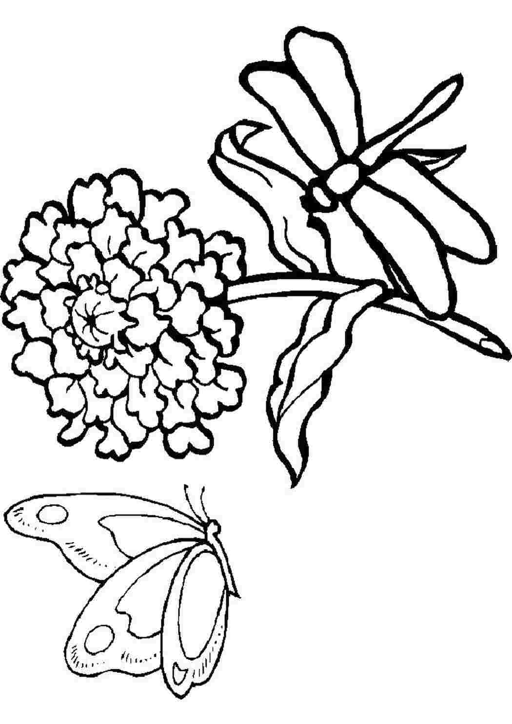 Раскраски Стрекоза и бабочка и цветок Насекомые Стрекоза, Бабочки