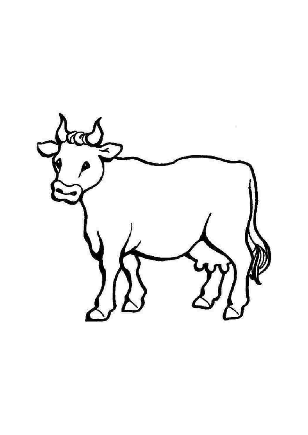 Раскраски Рисунок корова домашние животные корова