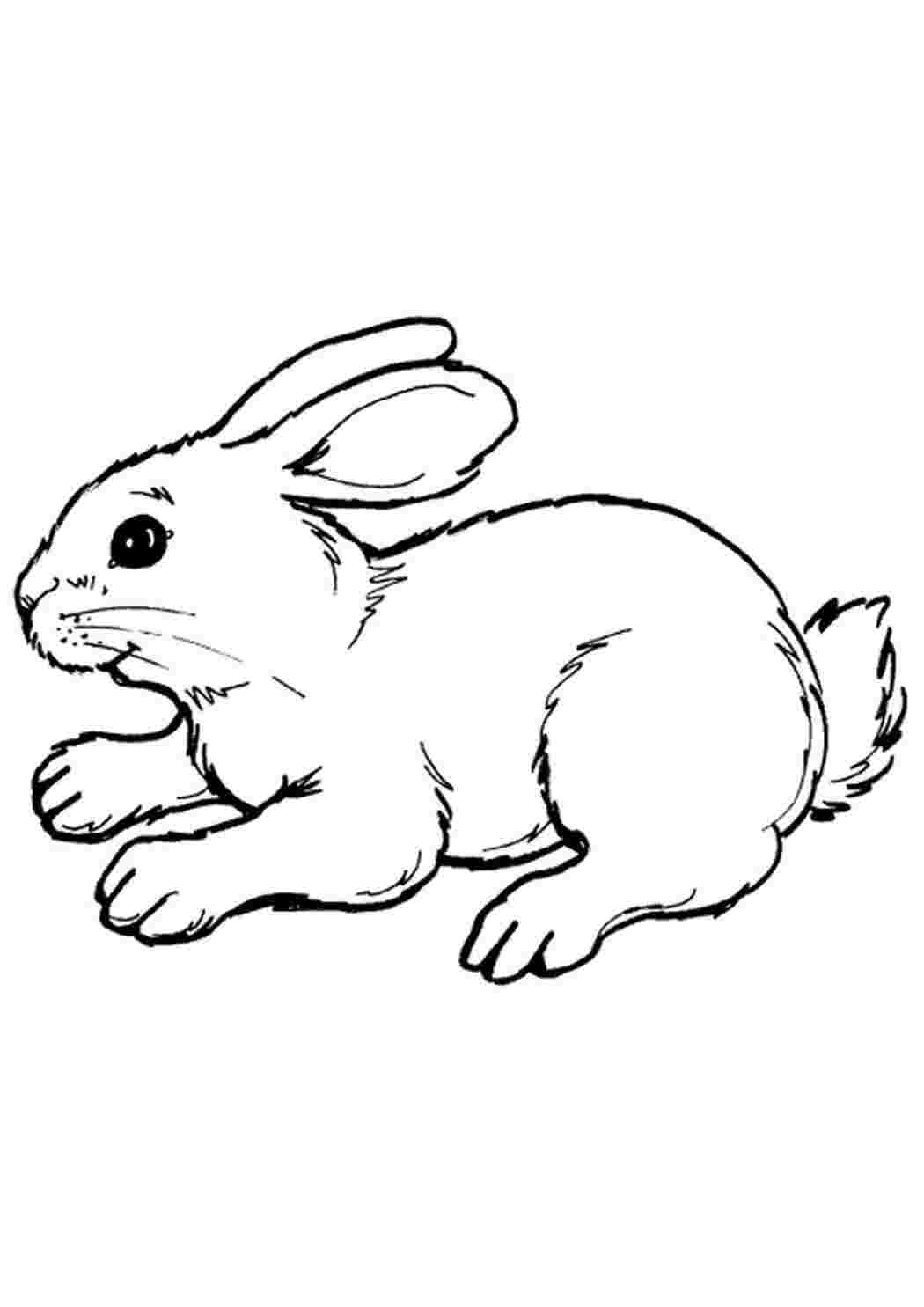 Раскраски заяц лежит Раскраски Трафарет зайца 
