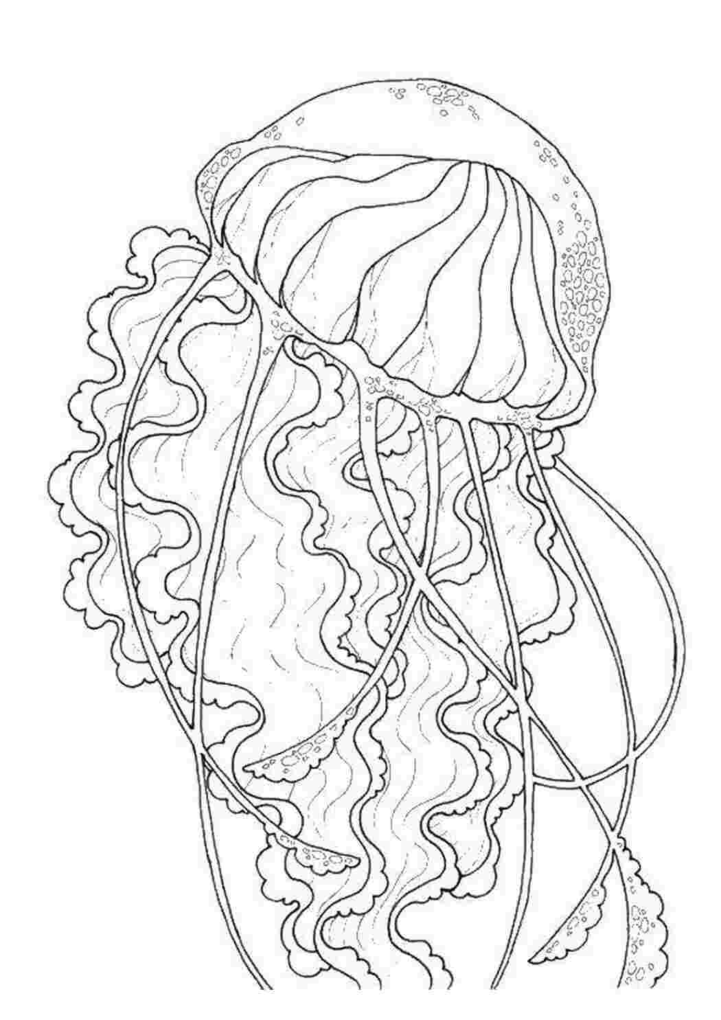 Раскраски Медуза морские обитатели Морские обитатели Морские обитатели, медуза