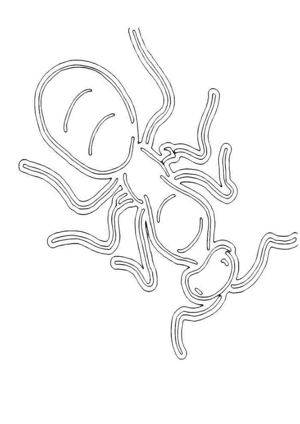 Раскраски Муравей раскраски Насекомые, муравей