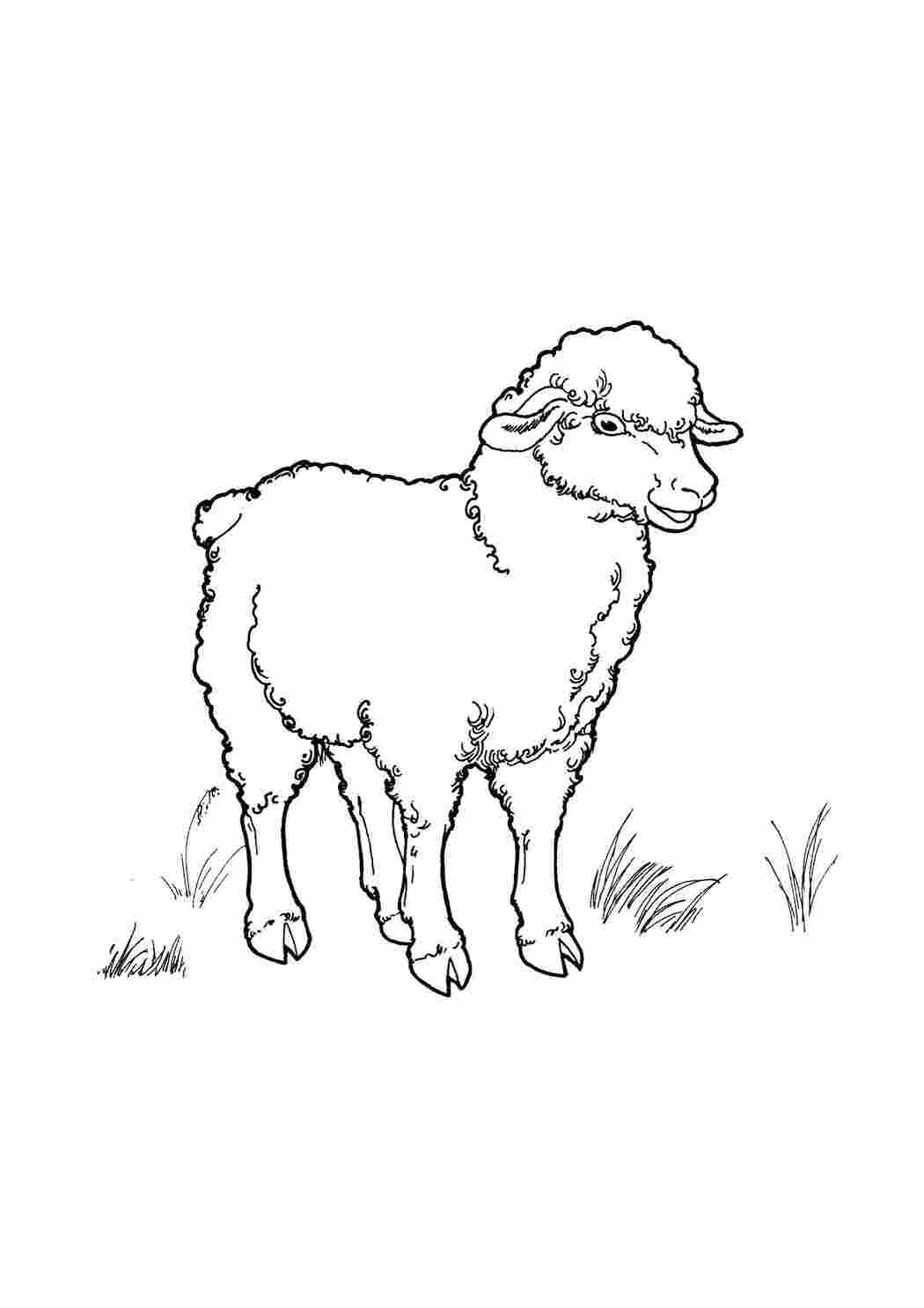 Раскраски Овечка Домашние животные Овца