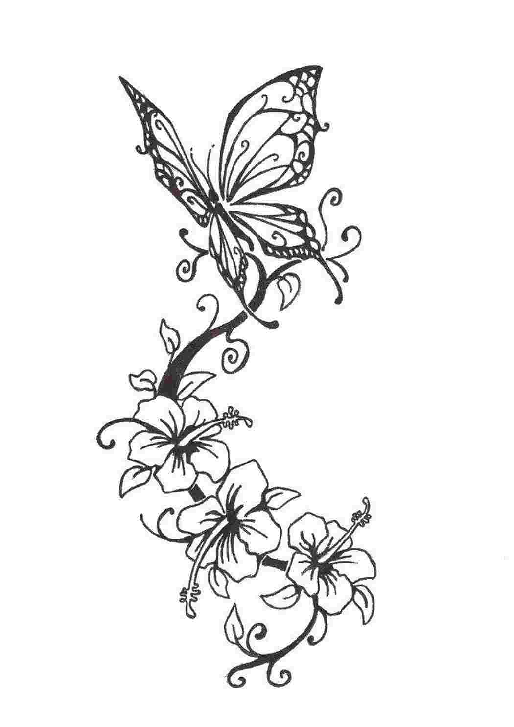 Раскраски Бабочка на цветках бабочки Бабочка