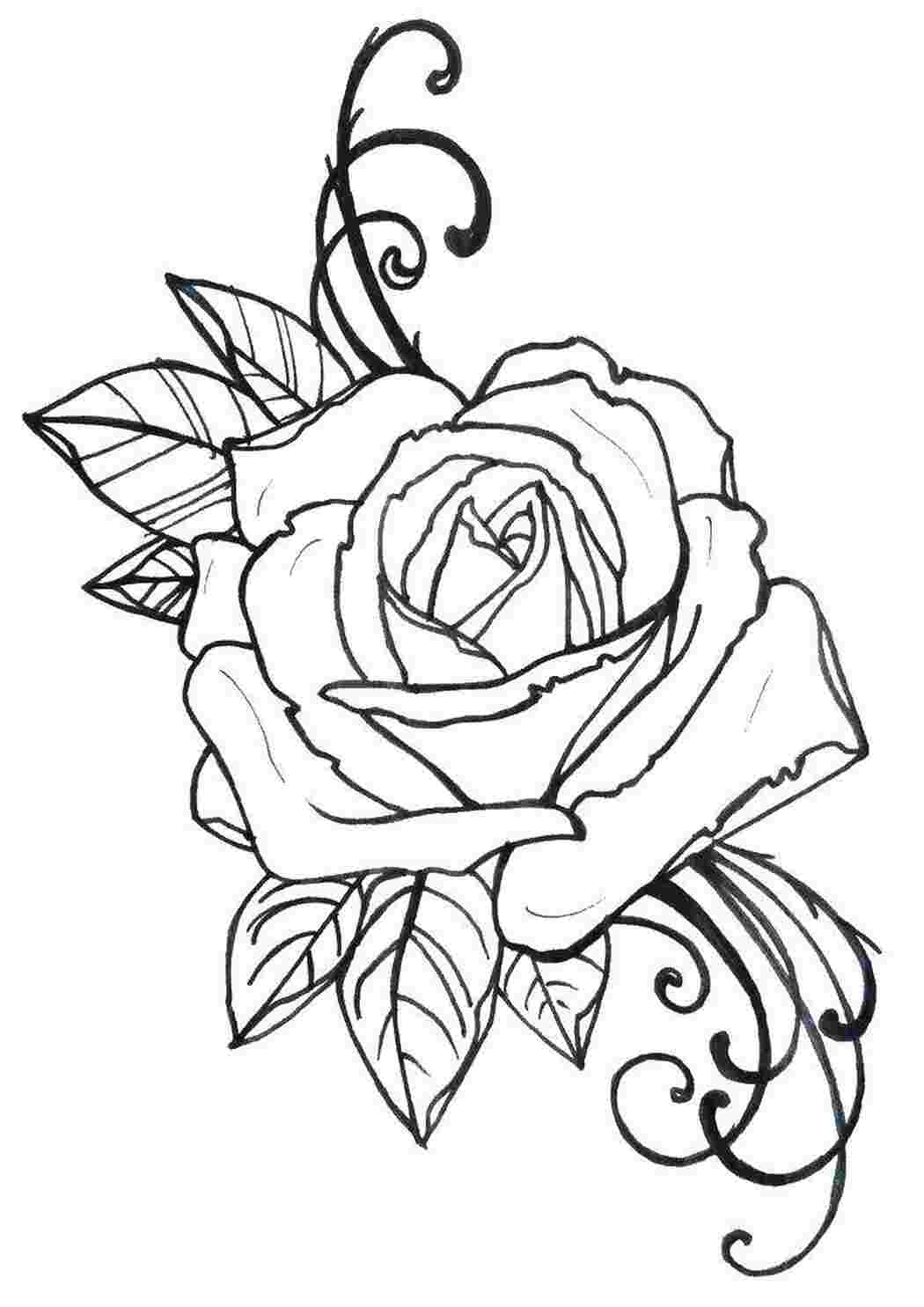 Раскраски Роза Контуры розы Роза
