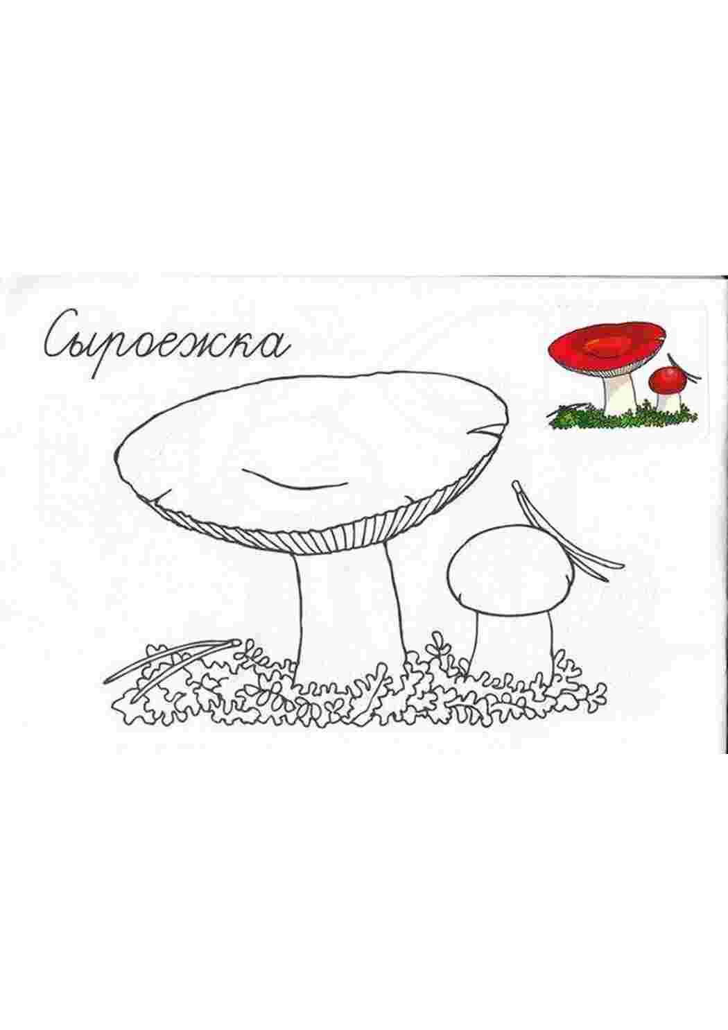 Раскраски Раскраски по цвету 