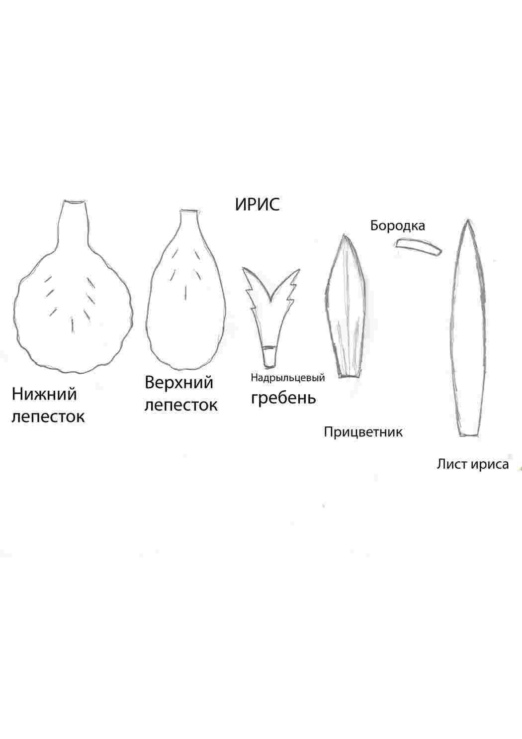 Раскраски Выкройка цветка Выкройка цветка  Раскраска цветок