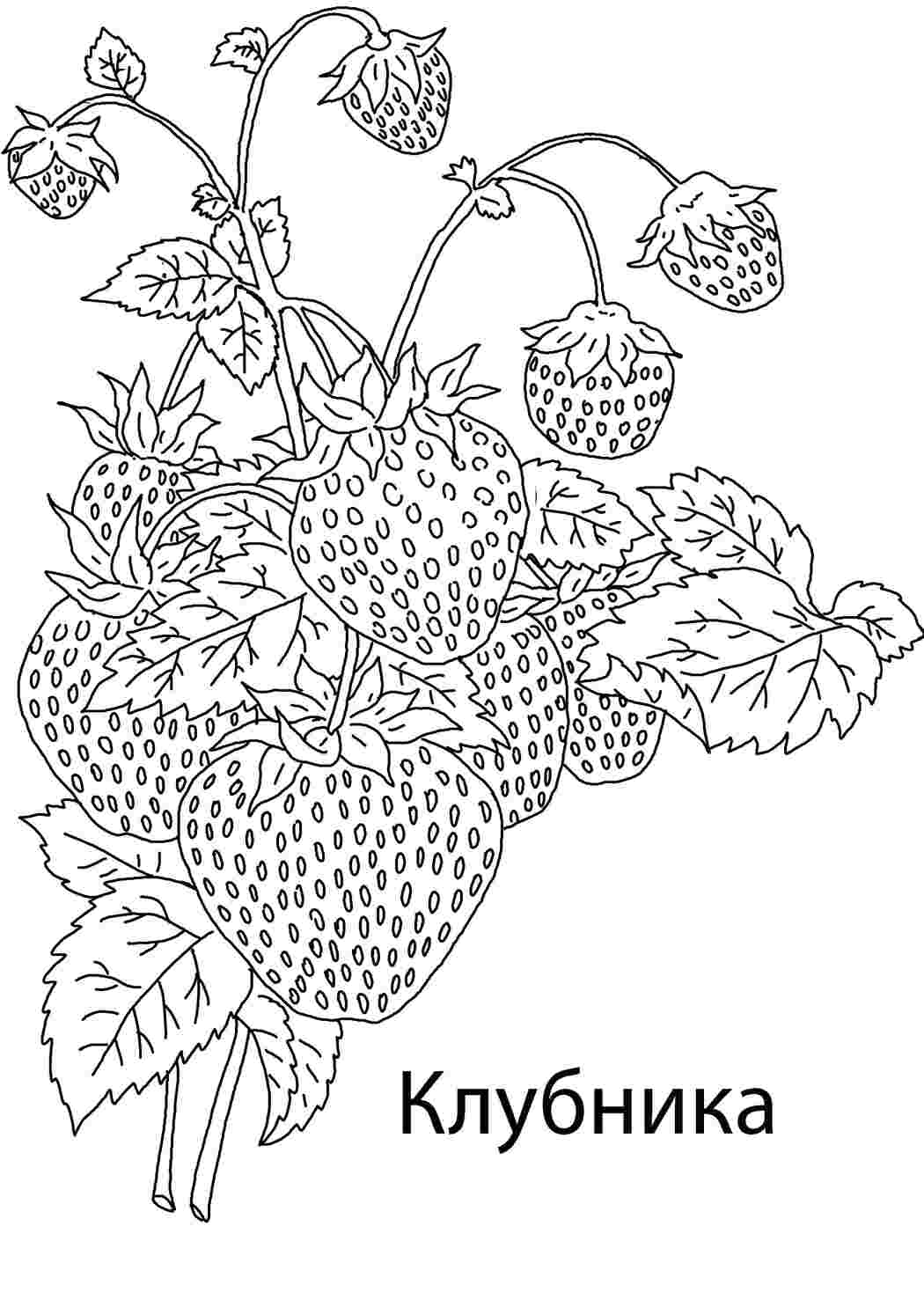 Раскраски Клубничка. ягоды Ягоды, клубника