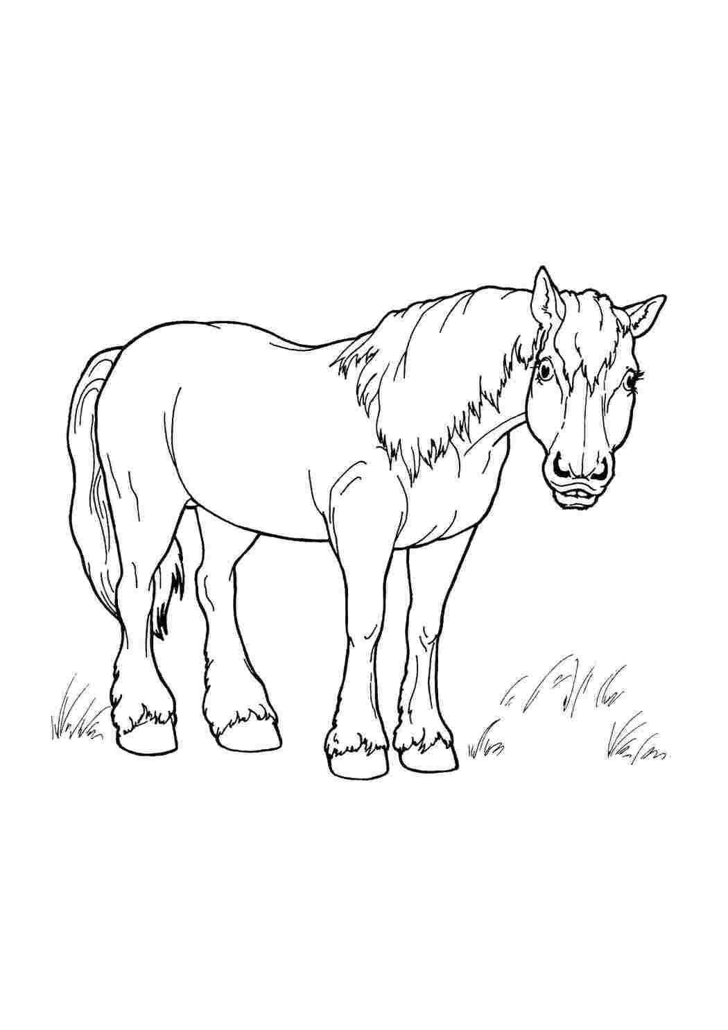 Раскраски Умная лошадь домашние животные Животные, лошадь