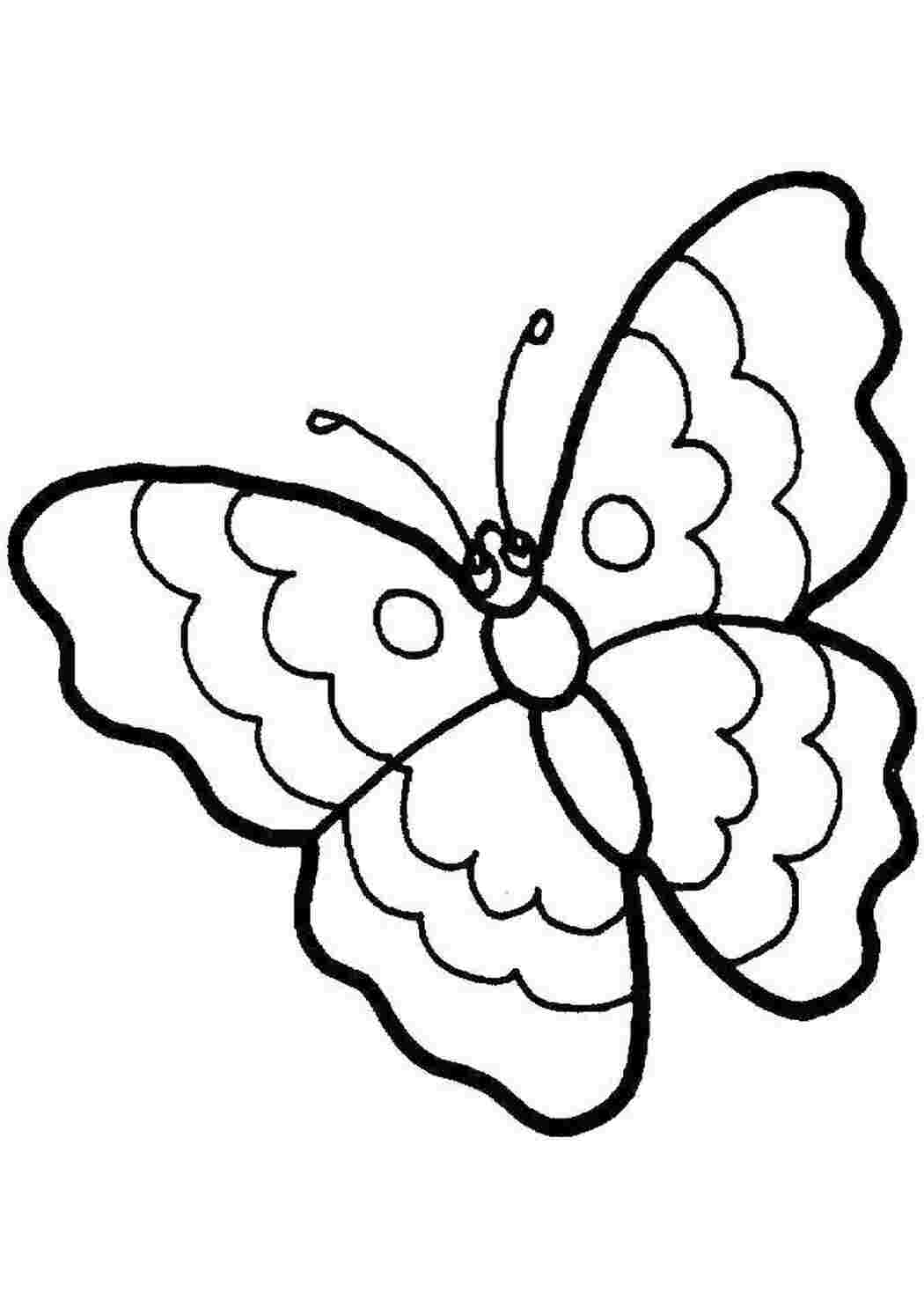 Раскраски Бабочка Бабочка бабочки, бабочка, насекомое