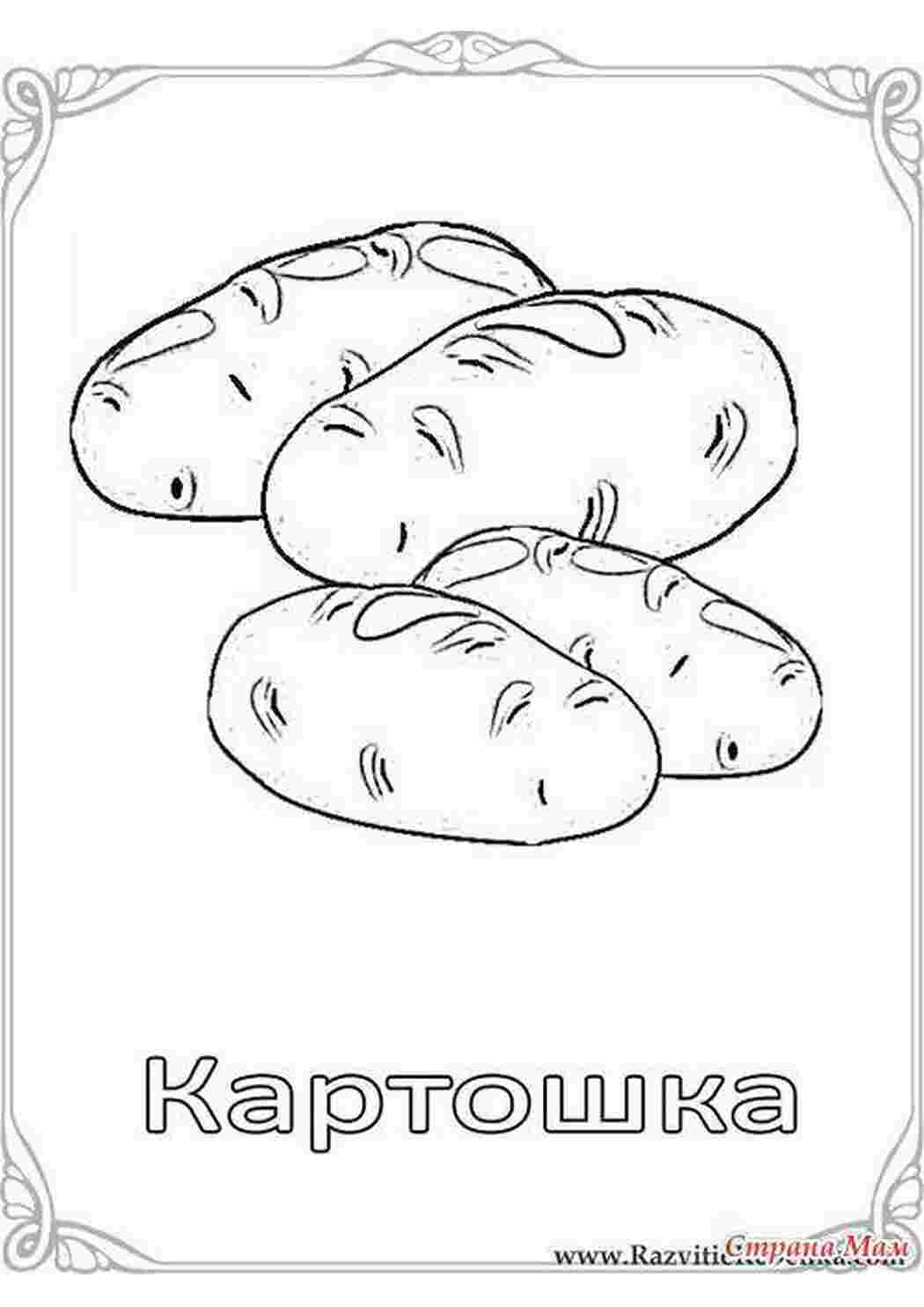 овощи картошка