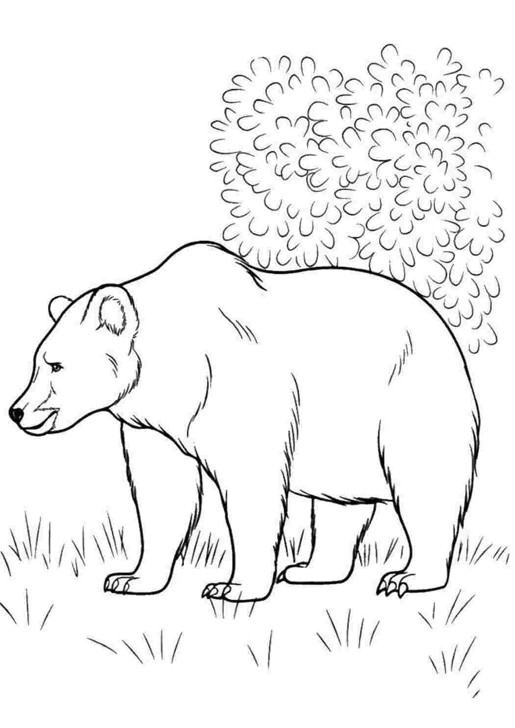 Раскраски Медведь Дикие животные медведь