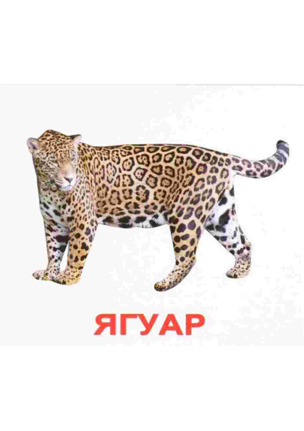 Раскраски карточки диких животных  карточки диких животных