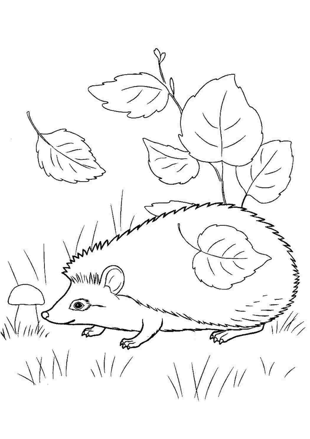 Ежик Ежик