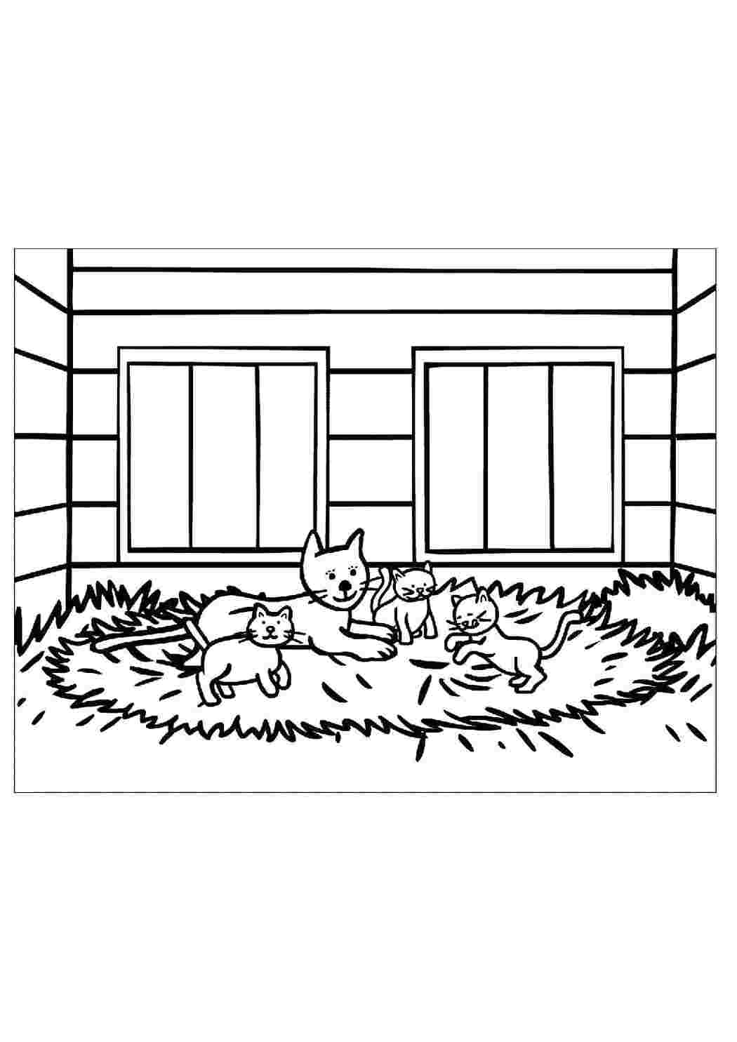Домашние животные кошка, Котенок