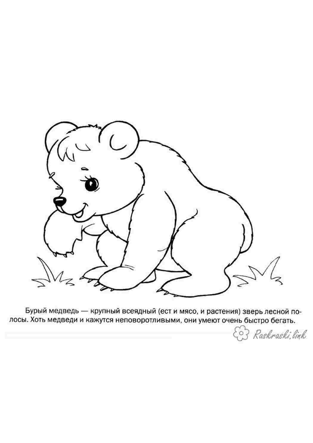 Раскраски Лесные животные 