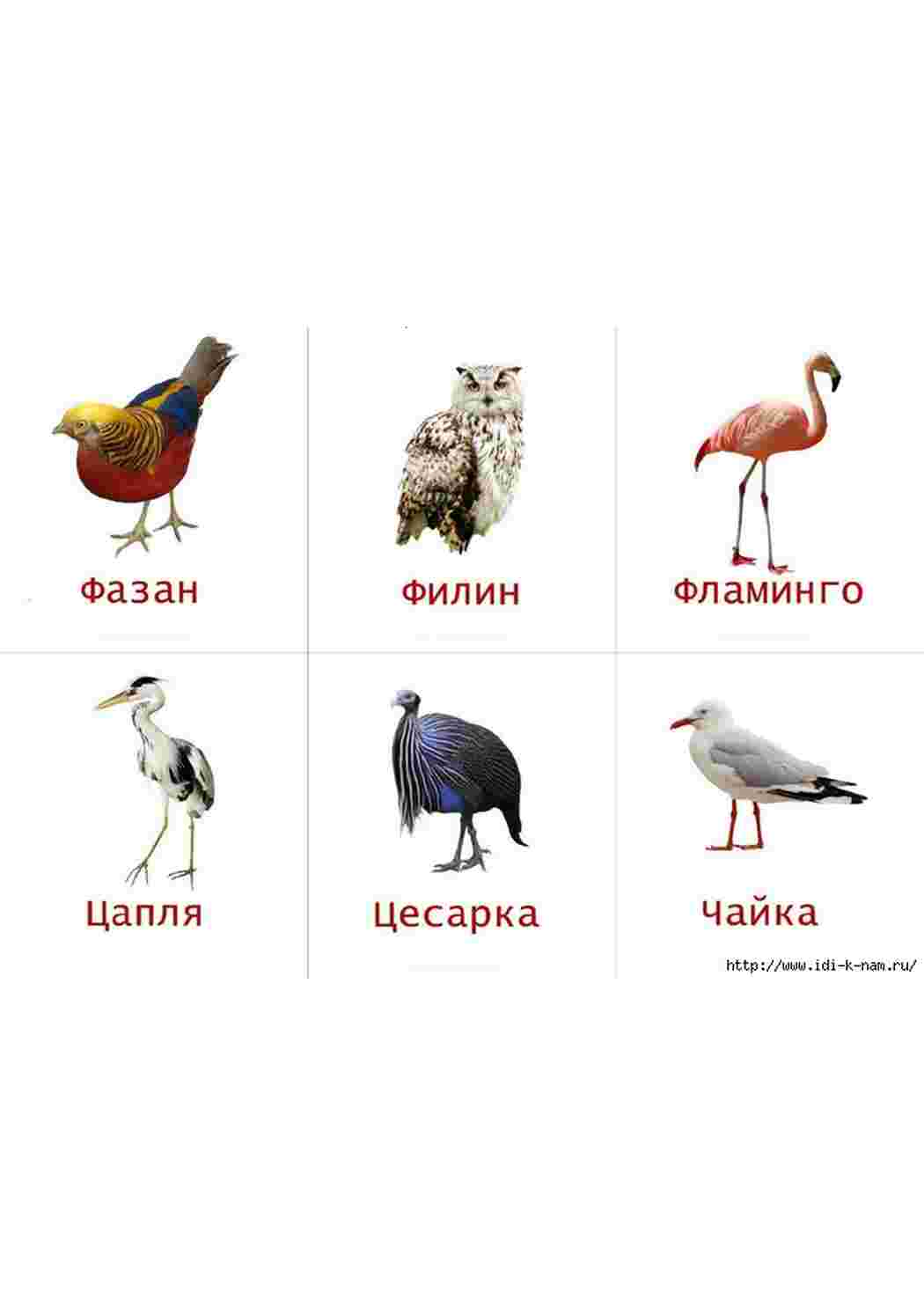 Раскраска карточка диких птиц 