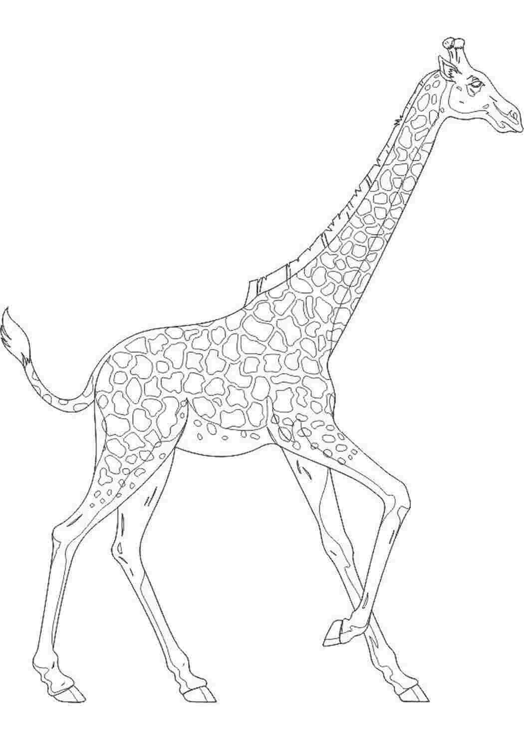 Распечатка жирафа