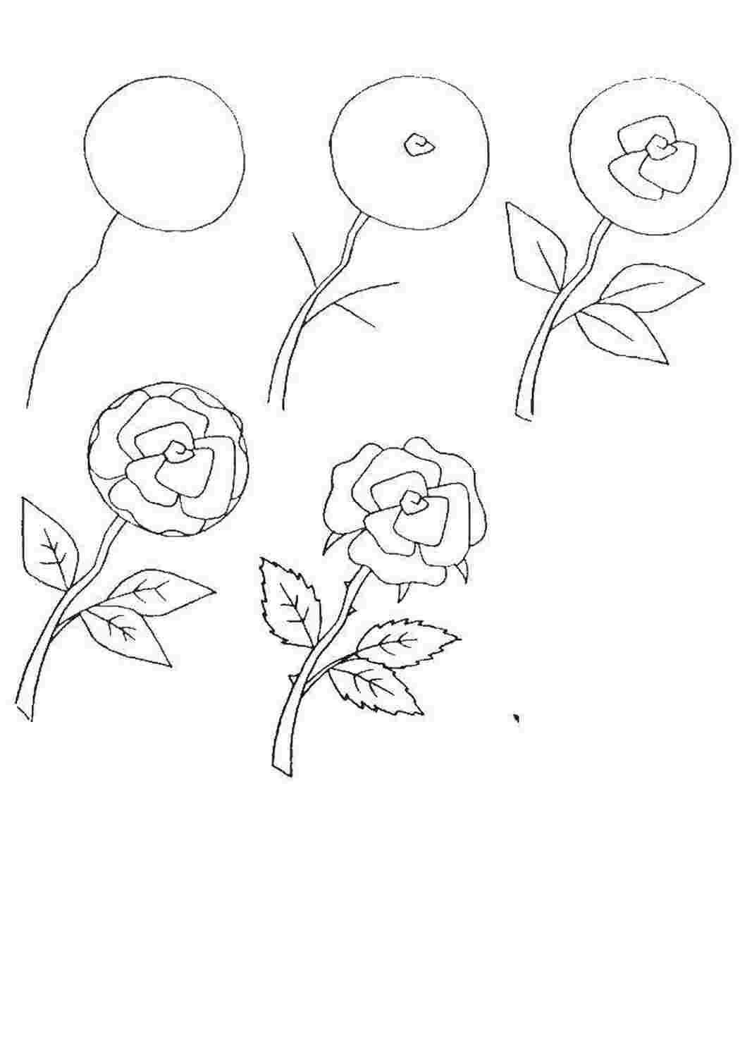 Пошаговое рисование розы для детей