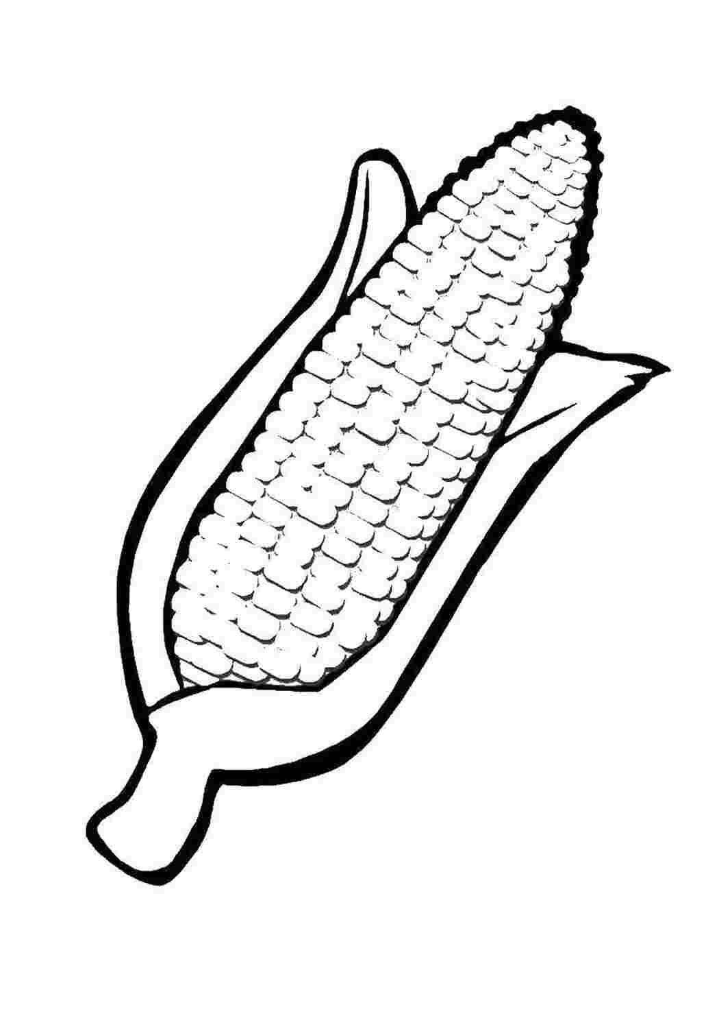 Раскраска Кукуруза