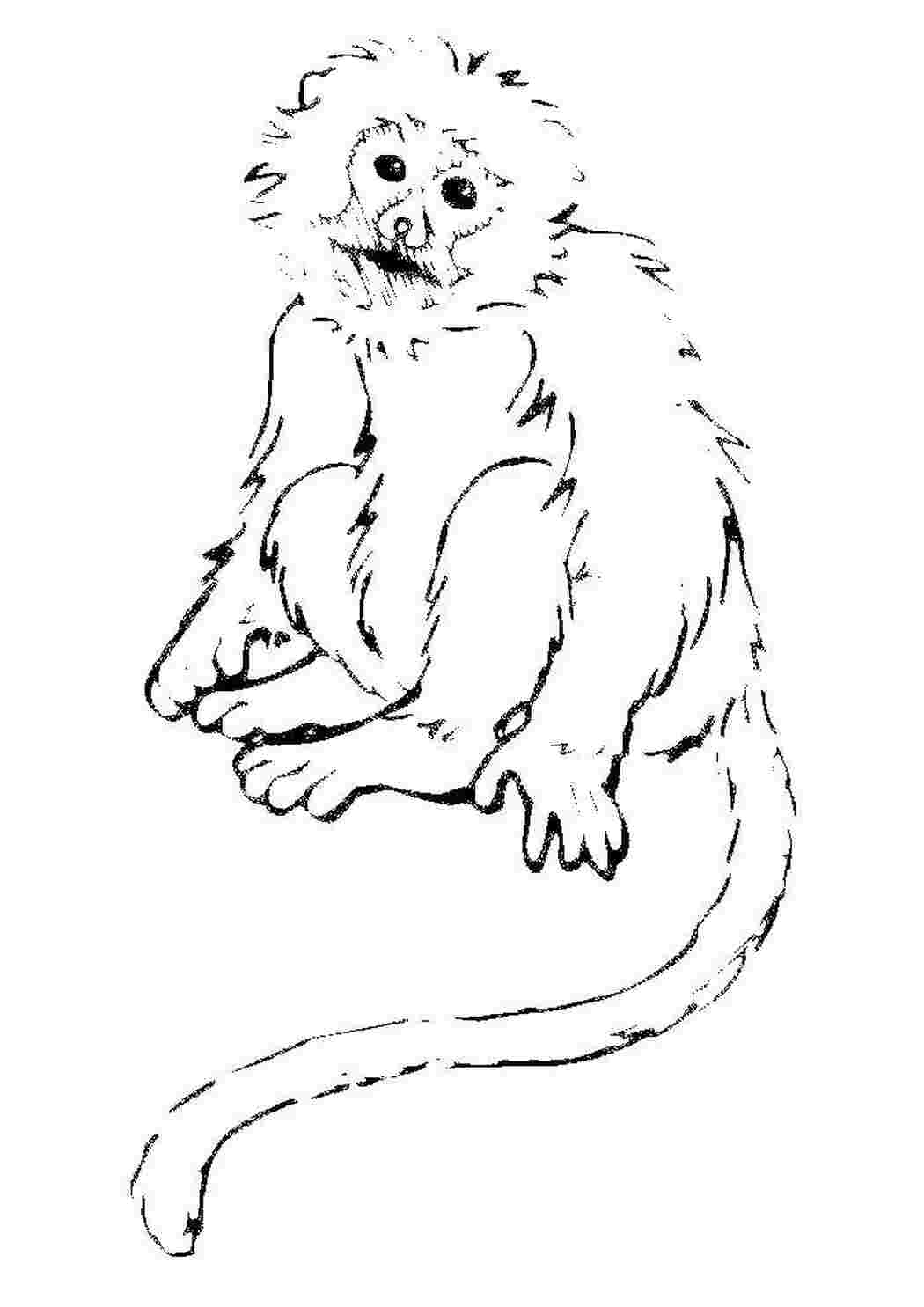 Раскраска Обезьяна