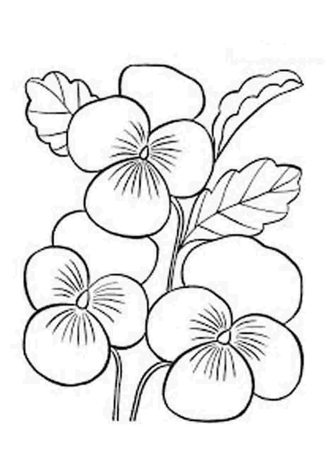 Раскраска Скачать или распечатать раскраску распечатать скачать