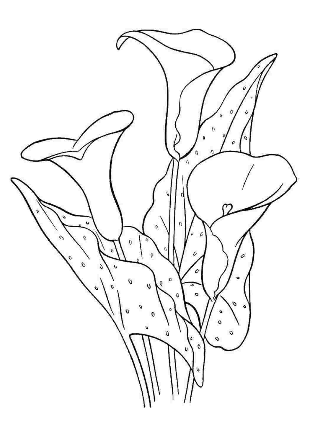 Раскраска Цветы