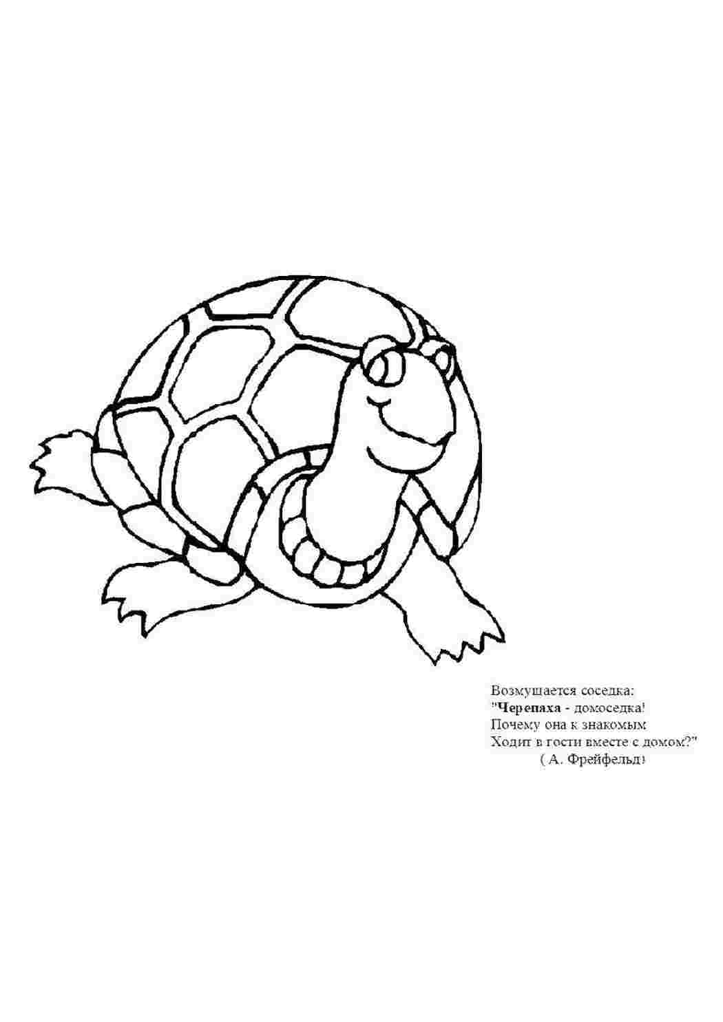 Раскраска Черепаха