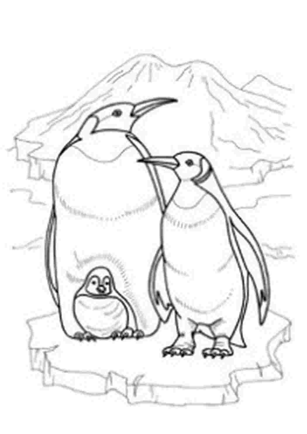 Раскраска пингвины на льдине для детей 5-6 лет