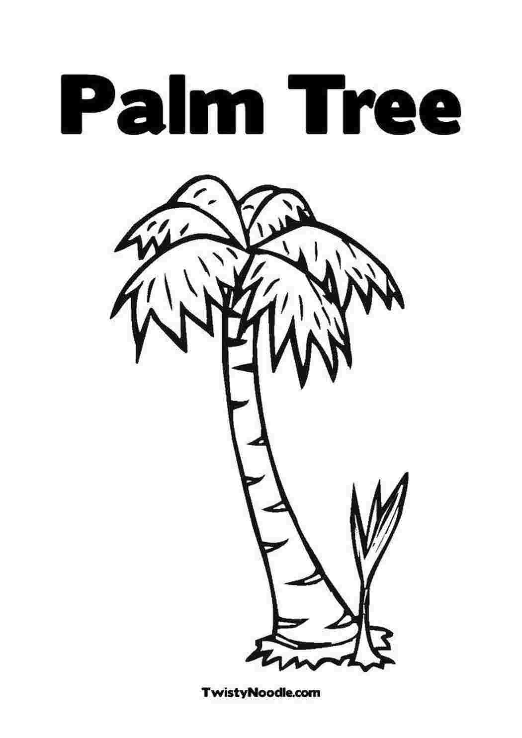 Пальма раскраска