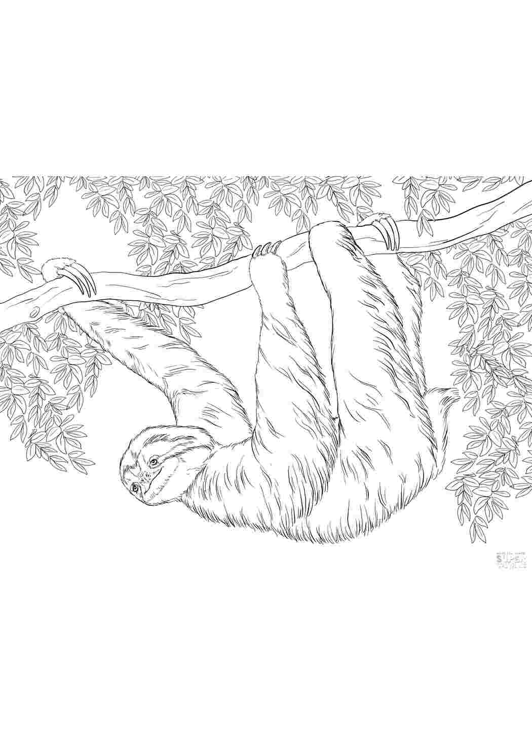 Раскраска Ленивец на дереве
