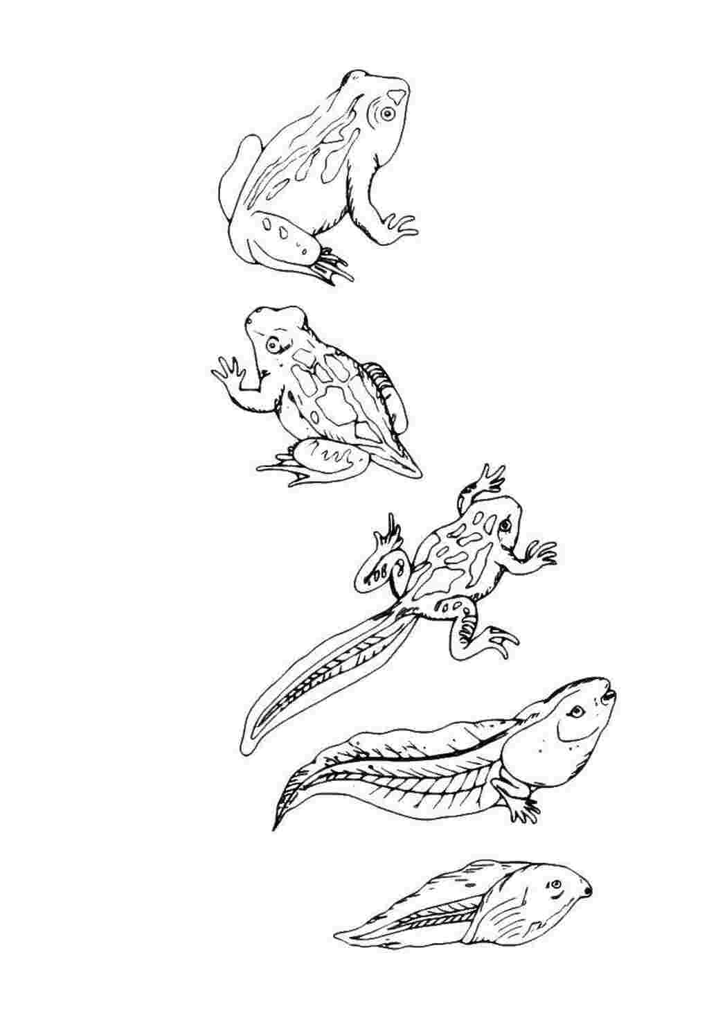 Раскраска Лягушка