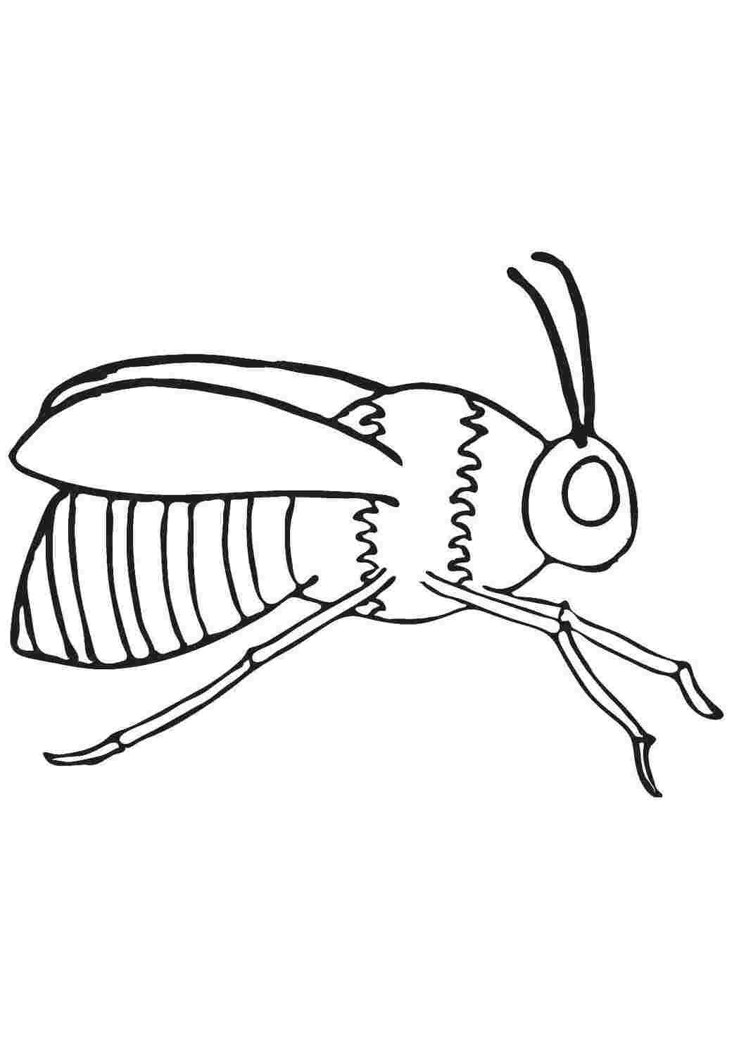 Раскраска Насекомое