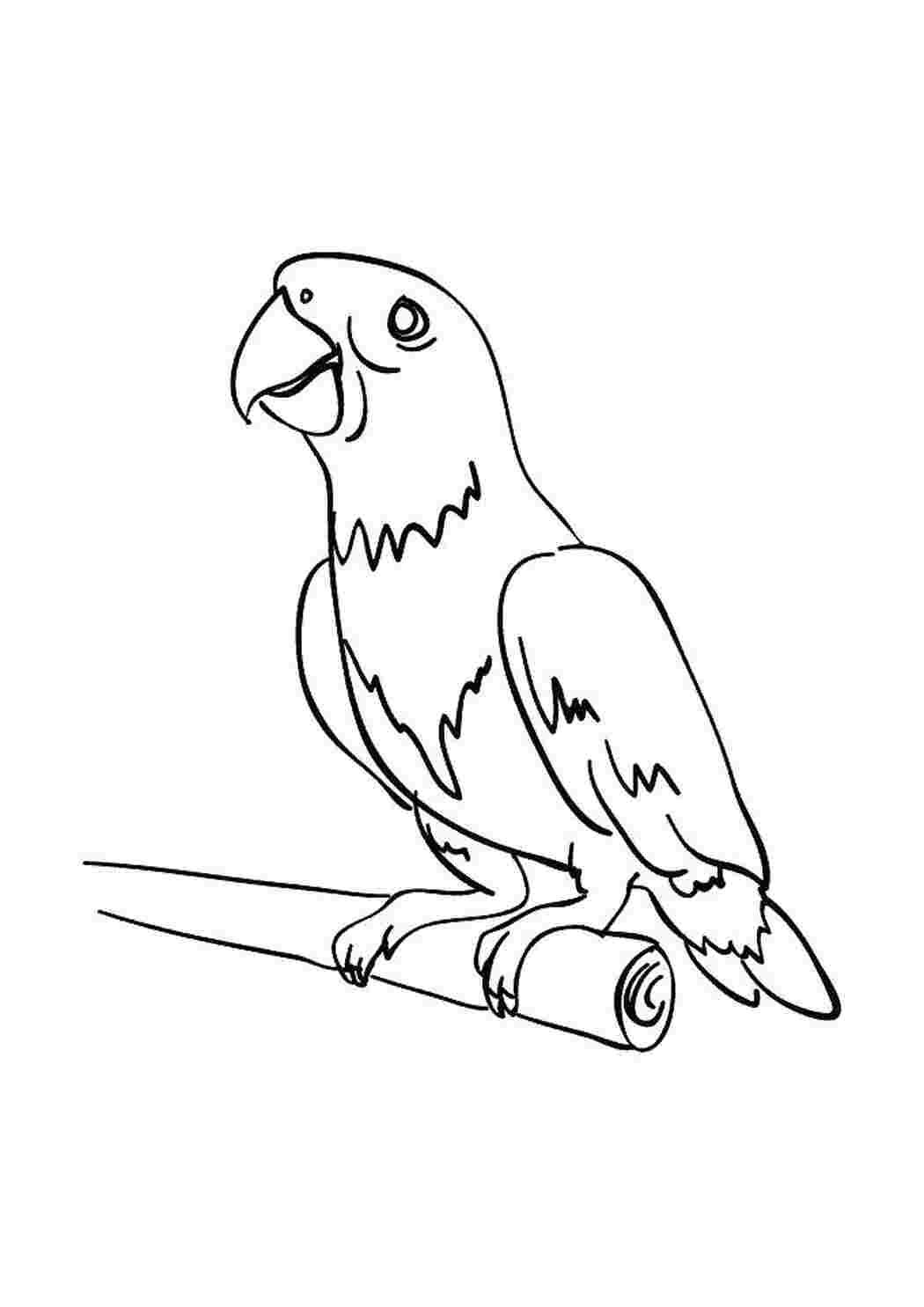 Раскраска Попугай на жёрдочке