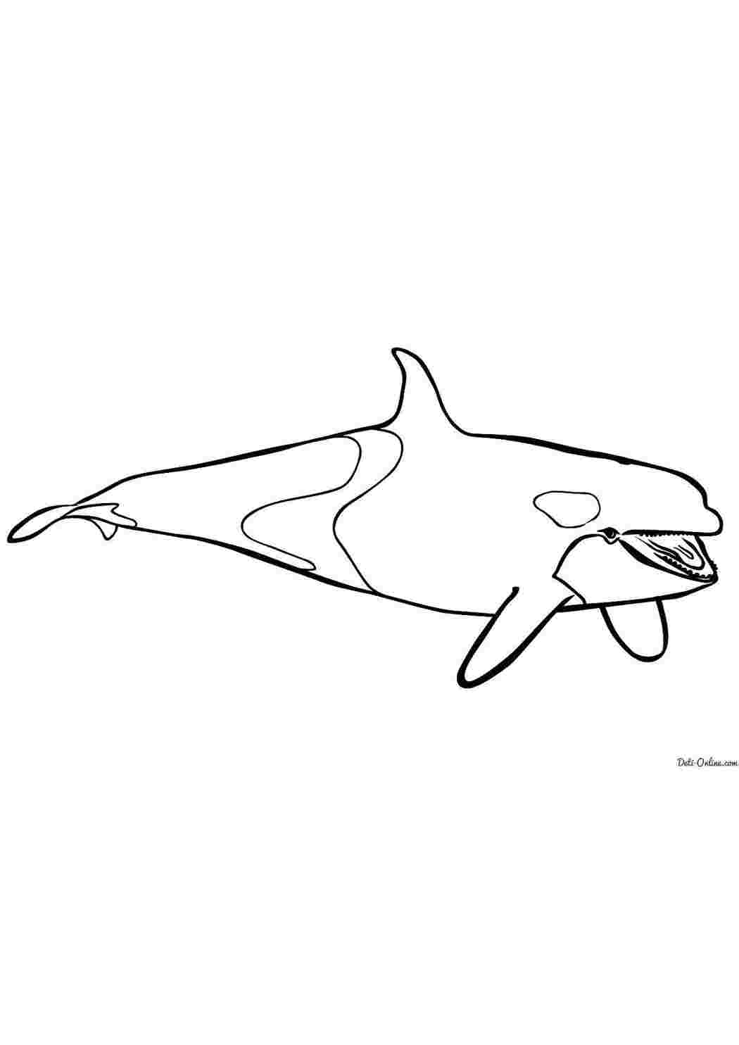 Раскраска Дельфин