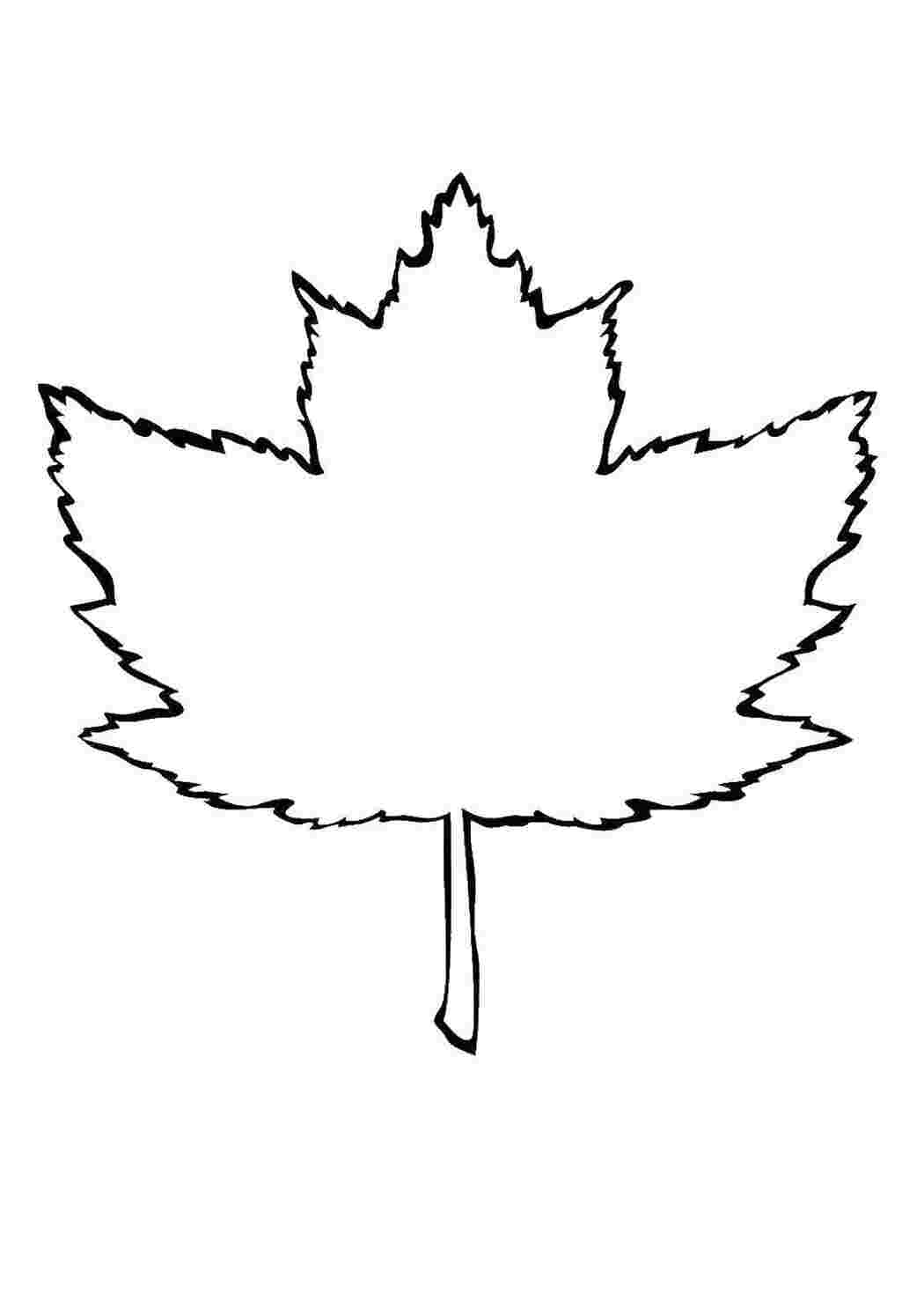 Лист канадского клена рисунок