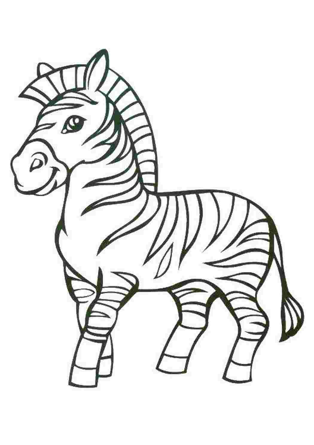Раскраска Полосатая зебра
