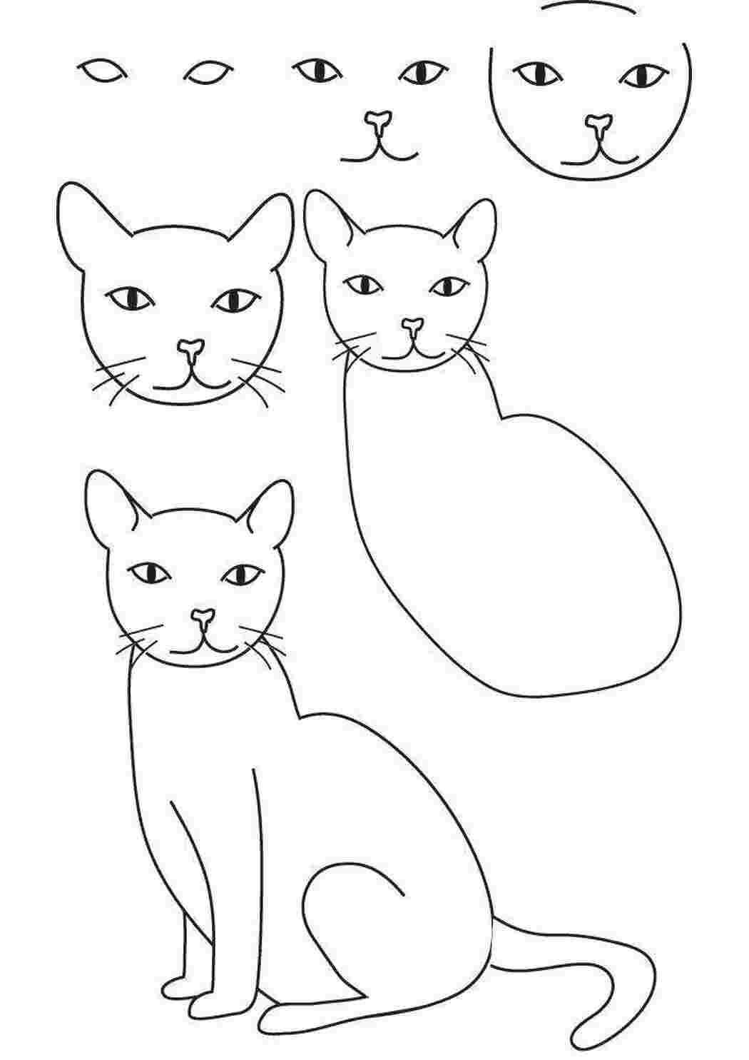 Коты легких делают. Поэтапное рисование кошки. Этапы рисования кошки. Поэ апное рисование кошки. Схема рисования котенка для детей.