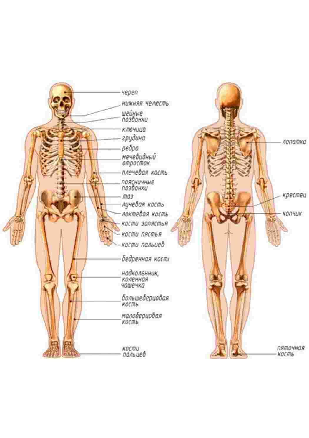 Скелет органов человека строение