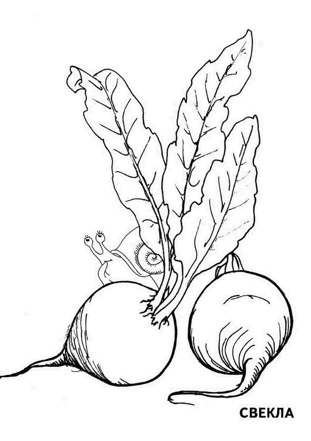 Раскраска Раскраски овощей. свекла. детский сайт раскрасок.