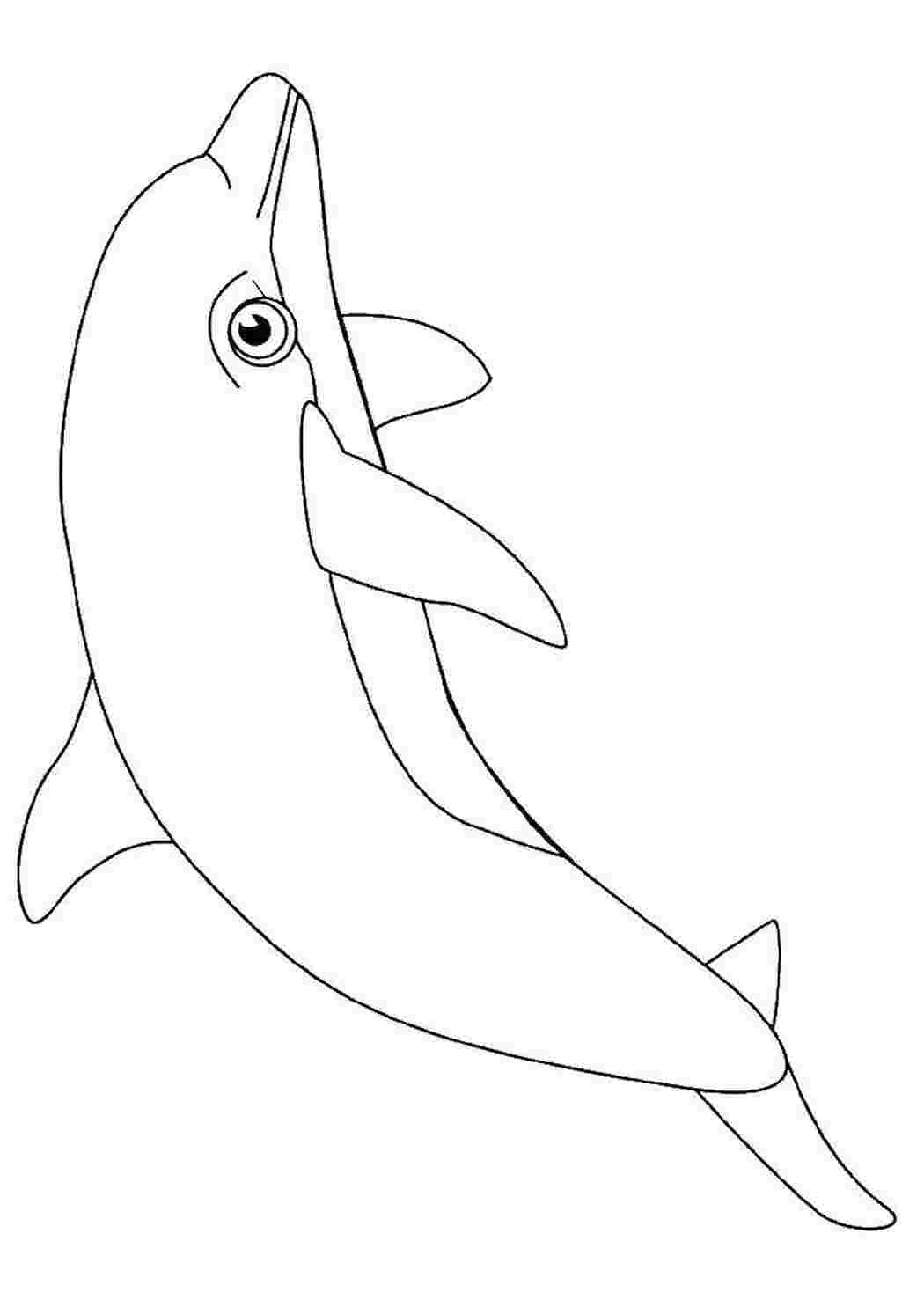 Дельфин картинки раскраски