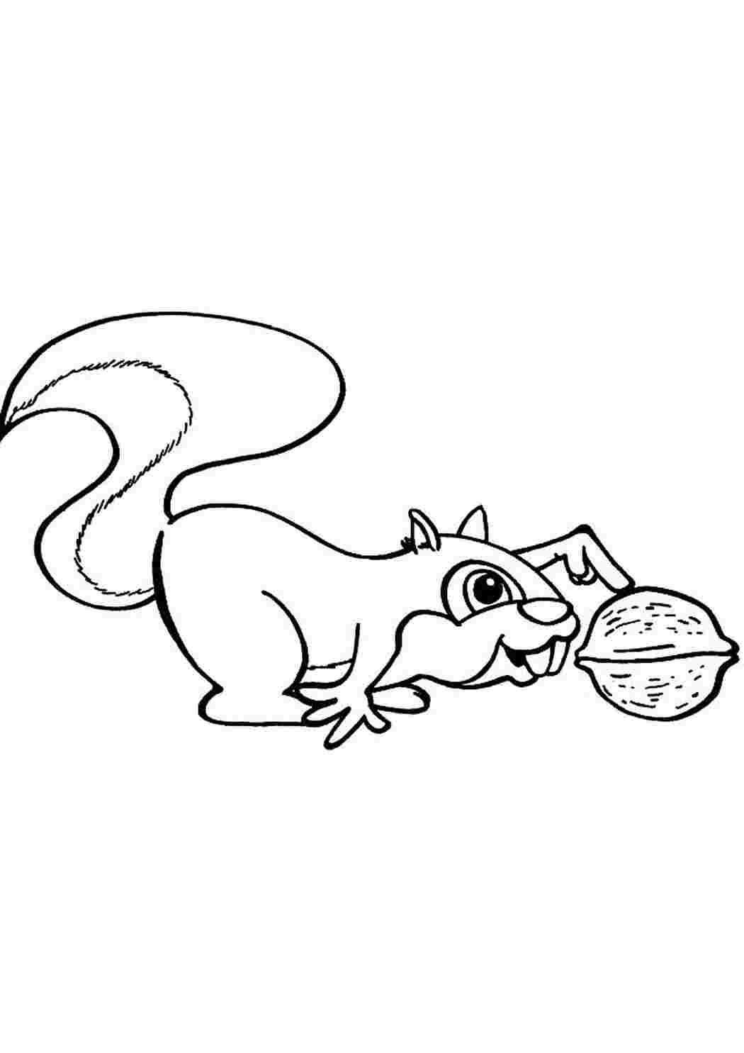 Раскраска Белка