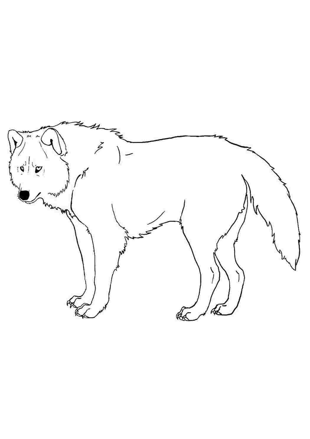 Раскраска Волк