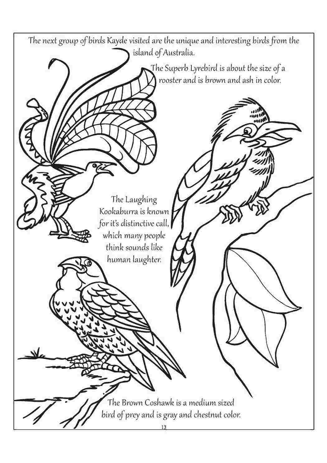 Раскраска Птицы разных видов